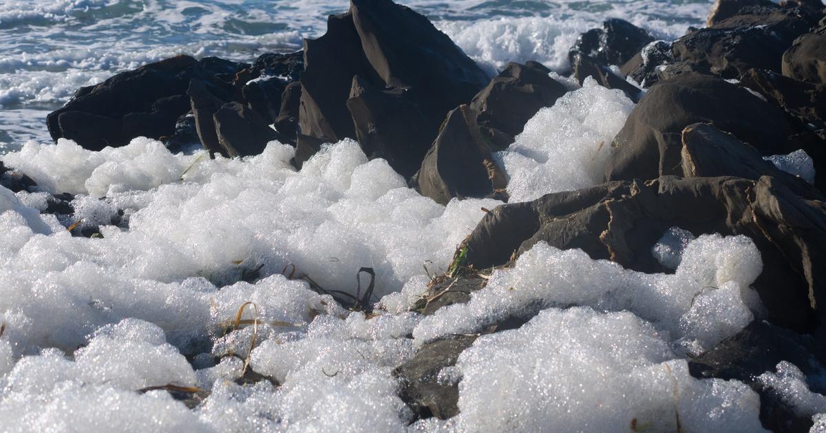 Une «catastrophe naturelle» : en Australie, une algue toxique dévaste la vie marine et le tourisme