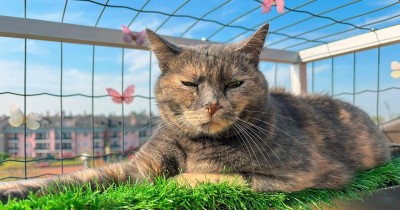 Les «petios» pour animaux : allez-vous céder à cette mode venue des États-Unis ?