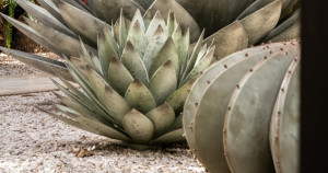 Les cactus décoratifs d’Orenzo arrivent à Paris