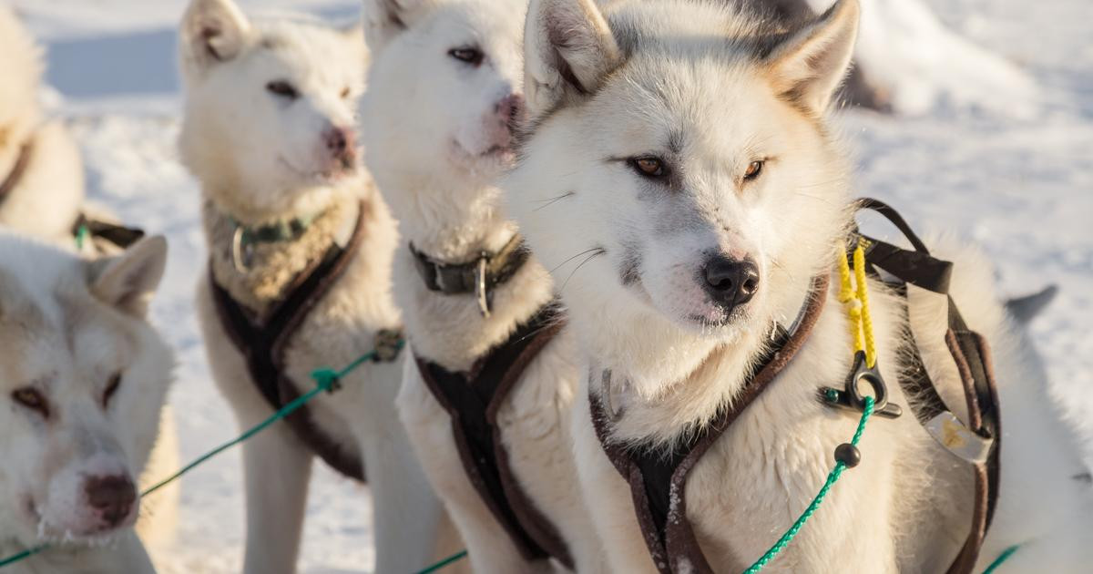 L’ADN des chiens du Groenland réécrit l’histoire de la migration Inuit