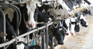 Dermatose nodulaire des bovins : huit cas recensés en Savoie et Haute-Savoie