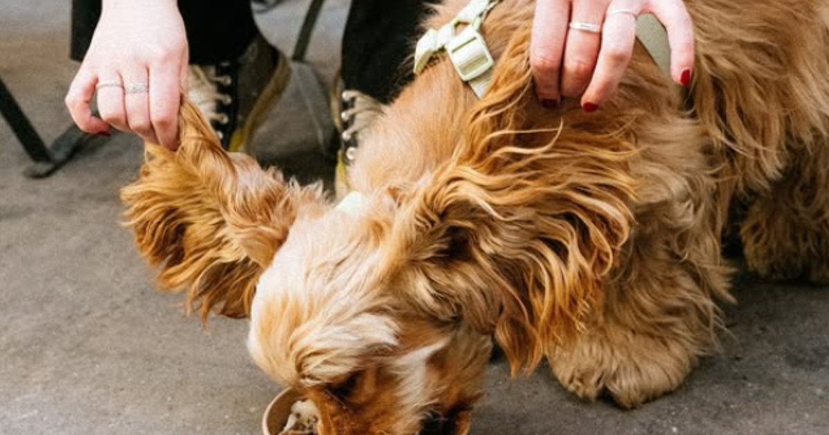 À Lyon, avec Barkette, les chiens ont désormais leur Uber Eats