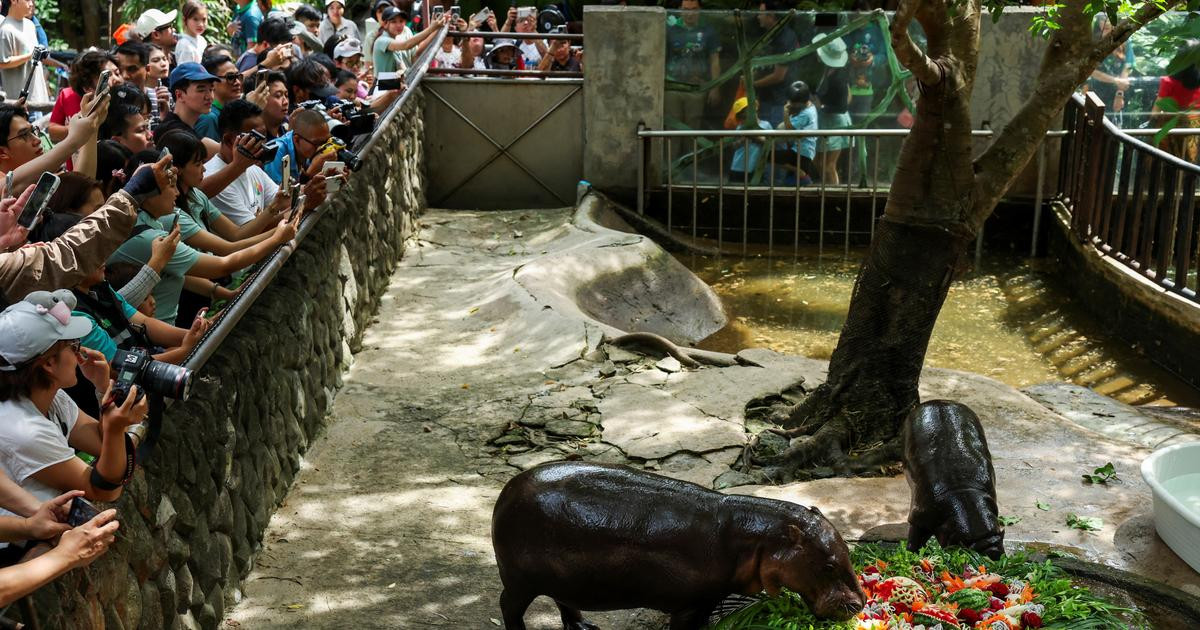 Le bébé hippopotame pygmée, star de Thaïlande, souffle sa première bougie