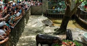 Le bébé hippopotame pygmée, star de Thaïlande, souffle sa première bougie