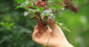 Peut-on vraiment cultiver du poivre dans son potager en France ?