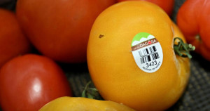 États-Unis: les tomates mexicaines visées par 17% de droits de douane