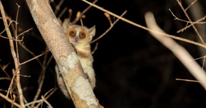 Ce lémurien de 30 grammes va-t-il être le premier primate du XXIe siècle à disparaître ?