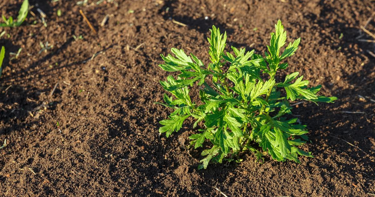 Les moines du Moyen-Âge le savaient : cette plante fait fuir tous les nuisibles du jardin
