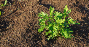 Les moines du Moyen-Âge le savaient : cette plante fait fuir tous les nuisibles du jardin