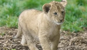 مطعم صيني يثير الجدل: جلسات مداعبة أشبال الأسود ضمن قائمة الطعام الفاخرة