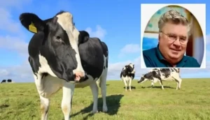 مزارع في الـ83 يفارق الحياة بعد هجوم عنيف من بقرة