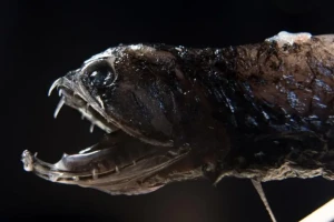 رعب على سواحل المتوسط.. سمكة مفترسة غامضة تهاجم سائحة مسنّة وتُخلّف إصابة مروعة