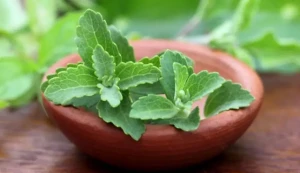 ورقة الحلوى في مواجهة السرطان.. دراسة يابانية تكشف قدرة الستيفيا على قتل الخلايا السرطانية