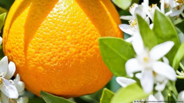 10 مشروبات طبيعية لدعم صحة القلب وخفض الكوليسترول