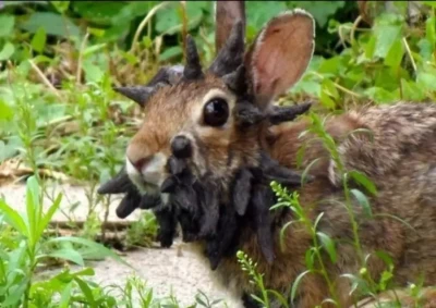 أرانب بقرون في كولورادو تثير الجدل.. والعلماء يوضحون السبب