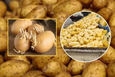 بطاطس مشبوهة تهدد صحة المواطنين بجهة طنجة تطوان الحسيمة