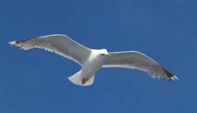 هجوم نورس يرسل سيدة سبعينية إلى المستشفى في بريطانيا