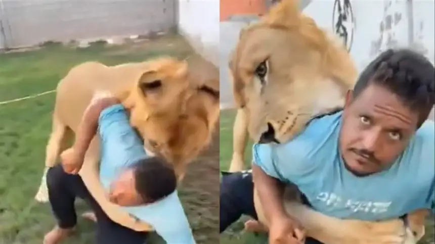 بالفيديو... ليبي يطلق أسده على عامل مصري