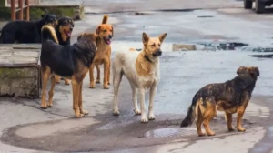 الحكومة تواجه خطر الكلاب الضالة بقانون جديد