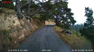 لحظة تعرض سيارة فولفو لحادث على طريق جبلي مرعب بسبب تعطل الفرامل