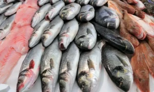 الأسماك الروسية تصل إلى الأسواق المغربية